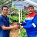 GM PGE Area Ulubelu Hadi Suranto dan Local Hero PGE Area Ulubelu, Wastoyo menunjukan hasil pembibitan yang dilakukan oleh Kelompok Usaha Perhutanan Sosial (KUPS) Margo Rukun Bestari