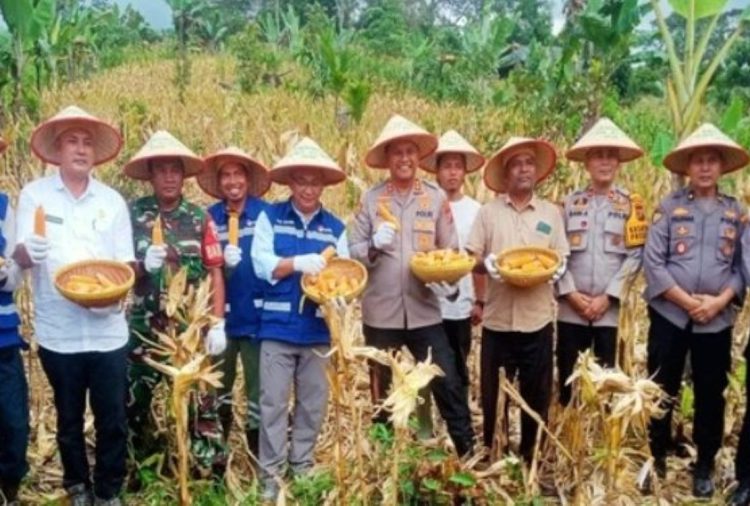Sinergi Energi Panas Bumi dan Pertanian, PT SMGP Dorong Swasembada Jagung di Mandailing Natal