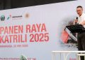 PGE dan UGM Panen Raya Katrili 2025 Bersama Petani Tonsewer Dukung Ketahanan Pangan