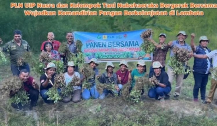 Panen Raya Kacang Tanah di Sekitar PLTP Atadei, Wujud Kolaborasi PLN dan Petani Lembata