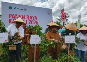 Panen Raya Katrili 2025: Kolaborasi PGE dan UGM Dorong Ketahanan Pangan dari Panas Bumi