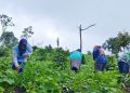 Sayur dari Lapangan Panas Bumi Kamojang Makin Subur, Pasok Kebutuhan Pangan hingga Jakarta