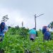 Sayur dari Lapangan Panas Bumi Kamojang Makin Subur, Pasok Kebutuhan Pangan hingga Jakarta