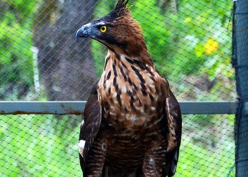 PGE Kamojang dan Pusat Konservasi Elang Gelar Lomba IG Reels Bertema “Elang Lestari, Alam Harmoni”