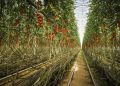 Dorong Ketahanan Pangan yang Ramah Lingkungan, Austria Bangun Greenhouse Raksasa 18 Ha Berbasis Panas Bumi