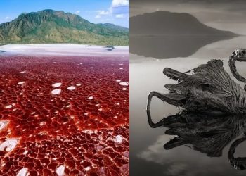 Danau Natron, Wisata Panas Bumi Indah Namun Menyeramkan,  Tubuh Hewan yang Jatuh akan Mengeras Jadi Patung