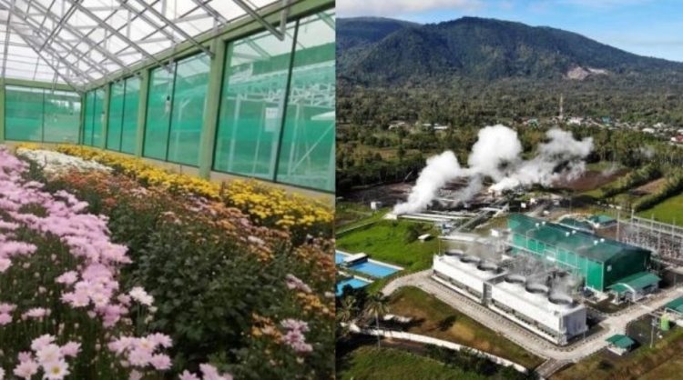 Tomohon: Panas Bumi, Bunga Krisan dan Panggung Besar TIFF