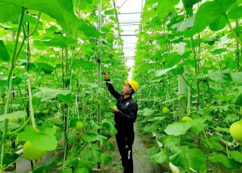 Pertamina Perluas Pemanfaatan Panas Bumi: Dari Listrik ke Hidrogen Hijau, Kopi, hingga Pupuk