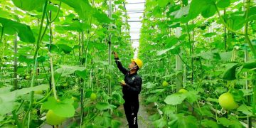 Pertamina Perluas Pemanfaatan Panas Bumi: Dari Listrik ke Hidrogen Hijau, Kopi, hingga Pupuk