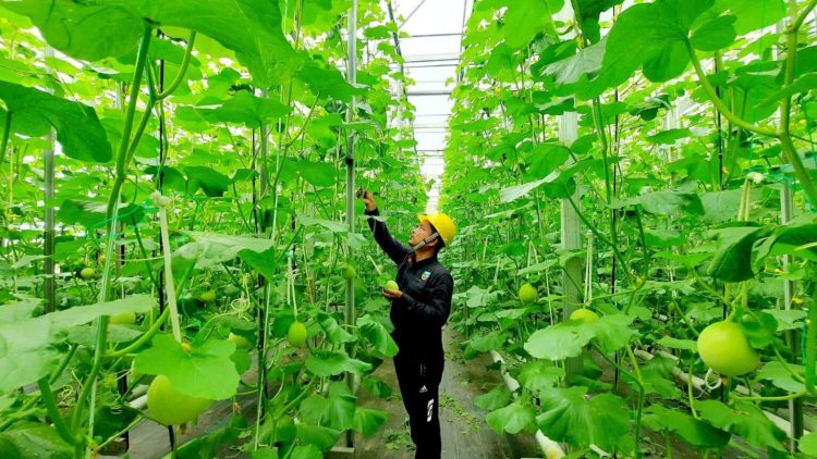 Pertamina Perluas Pemanfaatan Panas Bumi: Dari Listrik ke Hidrogen Hijau, Kopi, hingga Pupuk