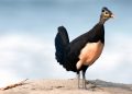 Maleo, Burung Purba dari Sulawesi yang Menitipkan Telurnya pada Panas Bumi