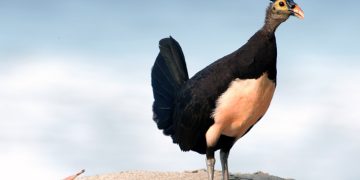 Maleo, Burung Purba dari Sulawesi yang Menitipkan Telurnya pada Panas Bumi