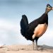 Maleo, Burung Purba dari Sulawesi yang Menitipkan Telurnya pada Panas Bumi