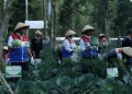 PGE Manfaatkan Panas Bumi untuk Pupuk Organik, Petani Kamojang Panen 70 Ton Kubis