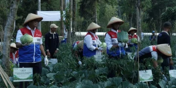 PGE Manfaatkan Panas Bumi untuk Pupuk Organik, Petani Kamojang Panen 70 Ton Kubis