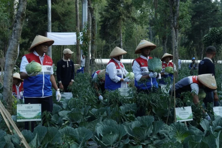 PGE Manfaatkan Panas Bumi untuk Pupuk Organik, Petani Kamojang Panen 70 Ton Kubis